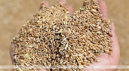 WSJ: США могут снять санкции на удобрения Беларуси в обмен на транзит зерна