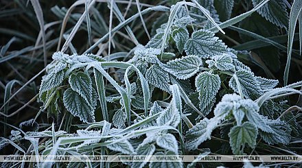 Ночные заморозки ожидаются в Беларуси на этой неделе