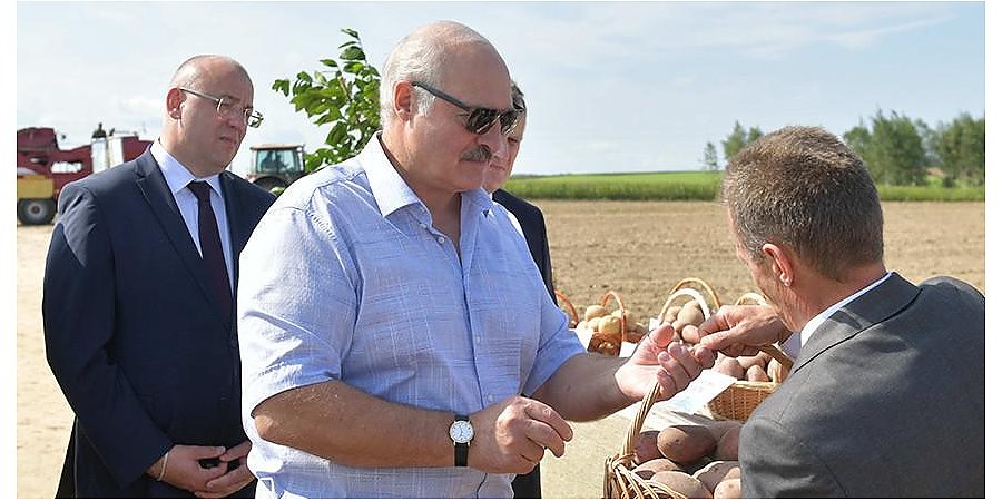 "Это дороже нефти". Как Александр Лукашенко сделал картофель национальным продуктом Беларуси