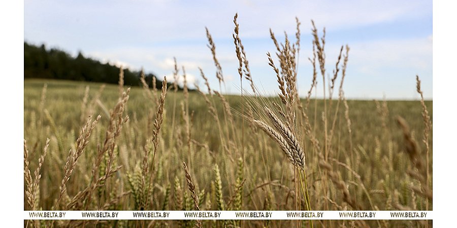 Директор Института радиобиологии: около 21 тыс. га пострадавших от аварии на ЧАЭС земель введено в сельхозоборот