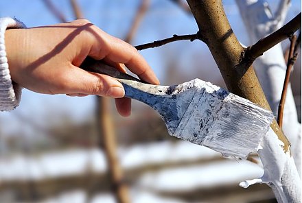 Как защитить деревья от морозобоин и солнечных ожогов зимой? Советы опытных садоводов