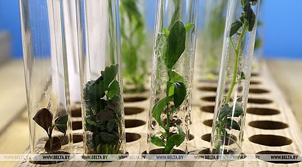 БГУ представляет 14 разработок на выставке "Беларусь интеллектуальная - регионы"