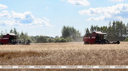 Аграрии Беларуси приближаются к 7 млн тонн зерна