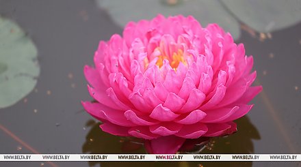 Комфортную, но с дождями погоду обещают синоптики на 4 августа