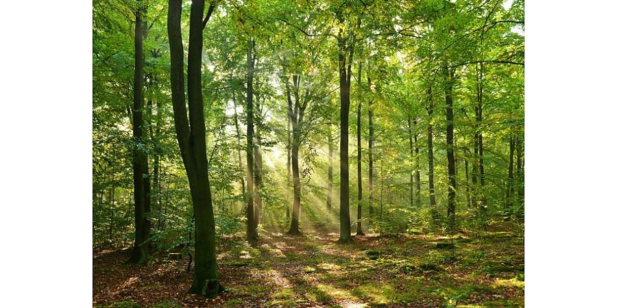 В лесах Гродненщины объявлен высокий уровень пожарной опасности