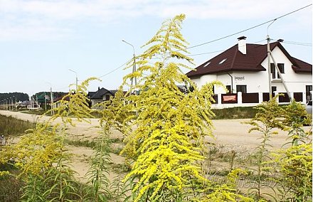 Беларуси угрожает стремительное распространение золотарника канадского