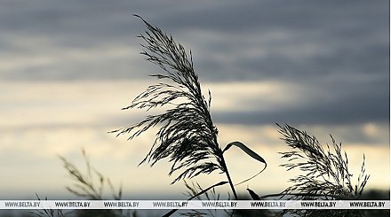 О факторах опасности при усилении ветра напомнили в МЧС