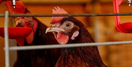 Беларусь ограничит ввоз птицы из регионов Польши и Дании из-за птичьего гриппа