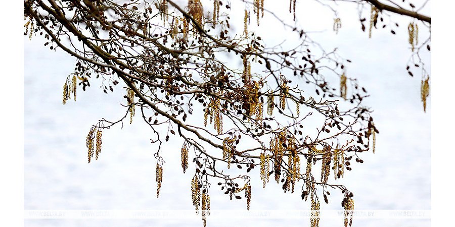 До +25°С ожидается в Беларуси 31 марта