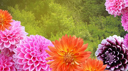 Как хранить клубни георгинов? Попробуйте этот способ