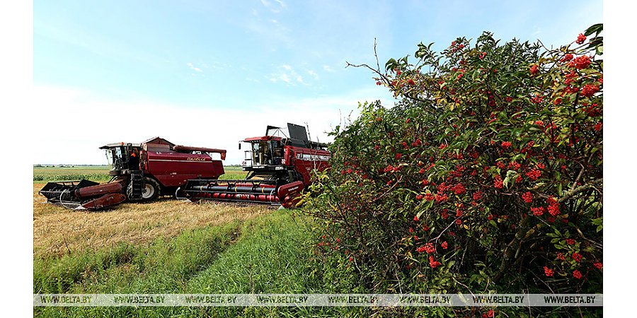 Шестой миллион тонн зерна намолочен в Беларуси