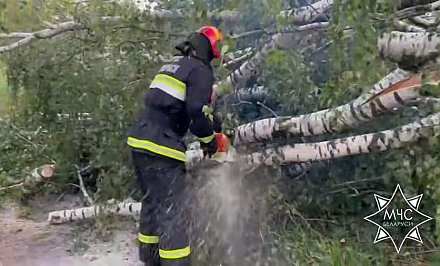 Из-за непогоды в Гродненской области зарегистрировано 18 случаев падения деревьев