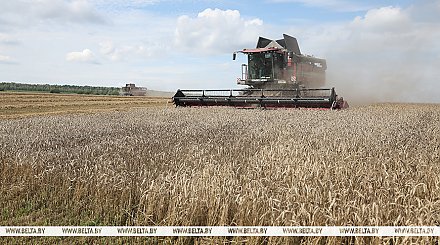 Белорусские аграрии намолотили 8 млн тонн зерна 
