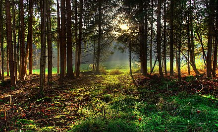 В Беларуси начали снимать запреты на посещение лесов