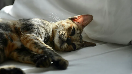 Не пускайте кошку на постель: народные приметы на 3 апреля