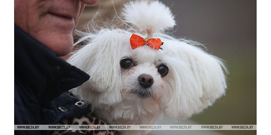 Коммунальные службы напоминают о штрафах за незарегистрированных домашних животных