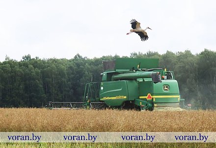Зерновой клин Вороновщины. Яровой ячмень убран на 68% площадей 
