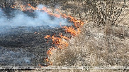 Минприроды напоминает о штрафах за выжигание сухой растительности