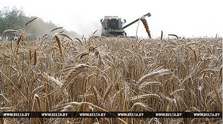 Третий миллион тонн зерна намолочен в Беларуси