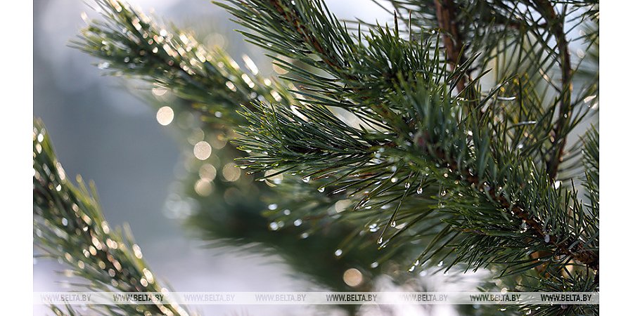Минлесхоз: цены на новогодние деревья сохранятся на уровне прошлого года