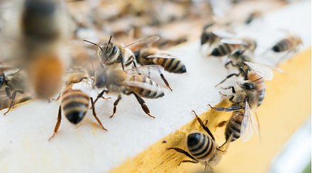 20 мая – Всемирный день пчел, который впервые отмечается в этом году