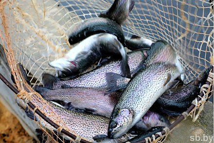 На повестке —  рыбохозяйственная деятельность