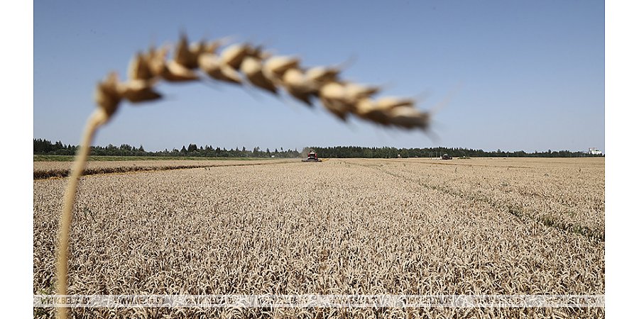 Александр Лукашенко подписал указ о страховании урожая на 2023 год