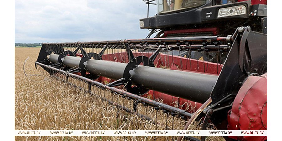 Почти 10,5 млн тонн зерна с учетом рапса и кукурузы собрано в Беларуси