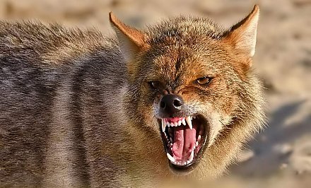 Золотистый шакал, лисица и енотовидная собака. На каких животных разрешено охотиться с 1 января 2021 года?