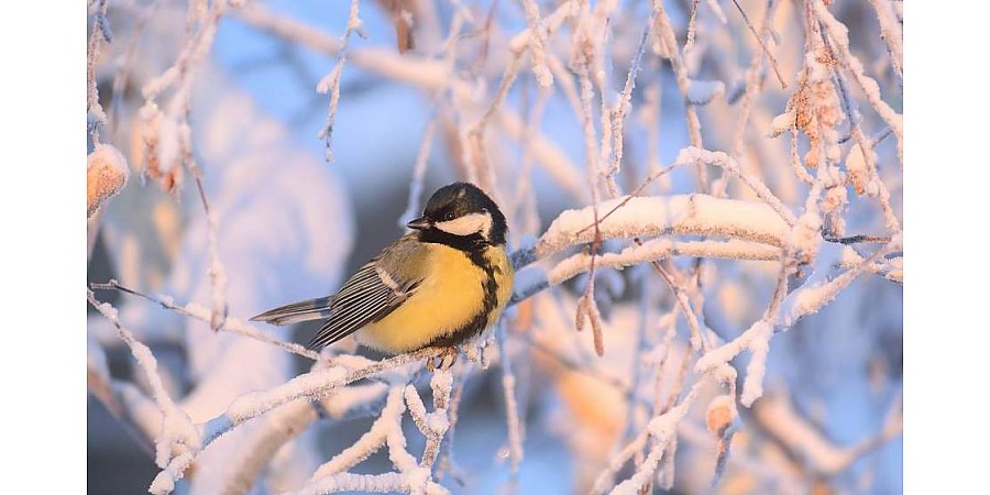 Облачно с прояснениями и без осадков будет в Беларуси 13 февраля