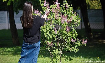 Цветы с ароматом штрафа. Что грозит за сорванную сирень