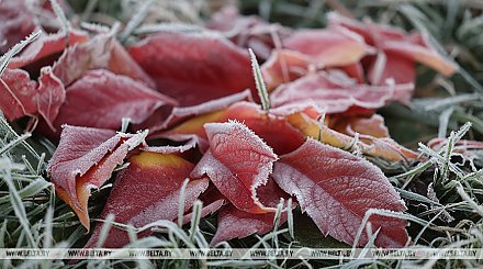 Местами - слабый гололед и порывистый ветер. Какой будет погода в Беларуси 22 октября