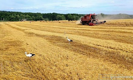 Самая высокая урожайность зерновых - в Гродненской области