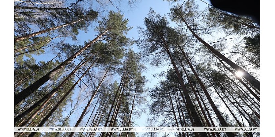 Тепло и без осадков. Какой погоды ждать белорусам 14 апреля