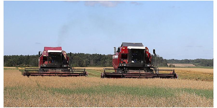 В Беларуси намолочено почти 6,9 млн тонн зерна с учетом рапса