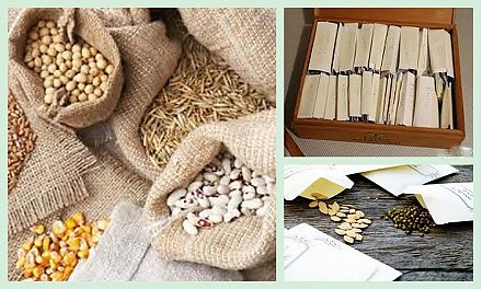 Как правильно хранить семена в домашних условиях