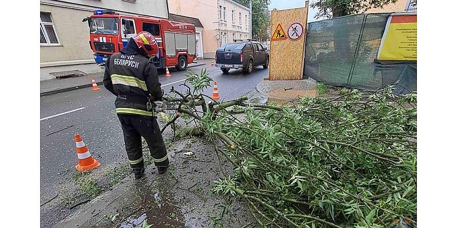 Сильный ветер повалил деревья в регионе. Спасатели устраняли последствия