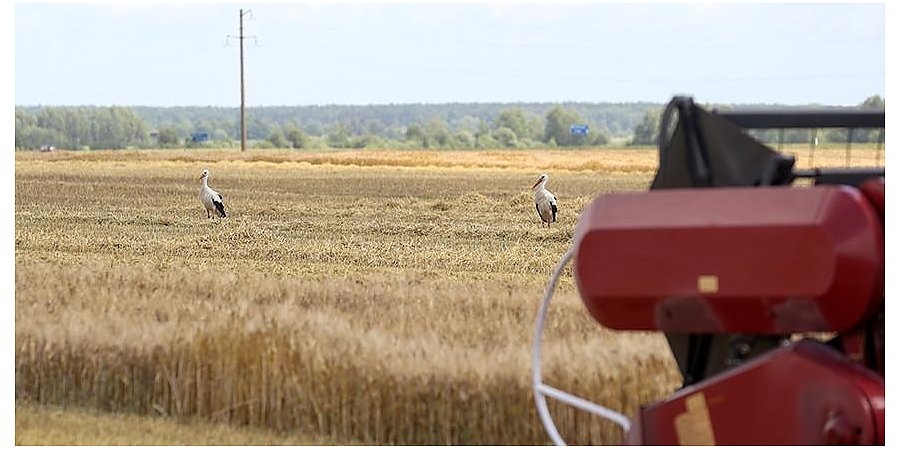 В Беларуси намолотили более 96 тысяч тонн озимого ячменя