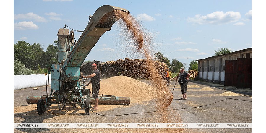 В Беларуси намолотили более 4,6 млн тонн зерна