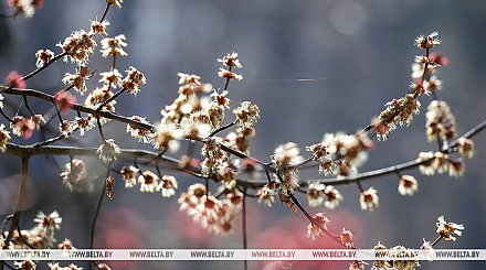 Облачно и без осадков. Чем порадует погода 25 марта, рассказали синоптики