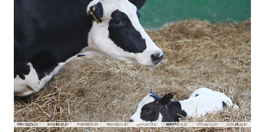В Беларуси утверждены размеры надбавок сельхозпроизводителям в 2026 году