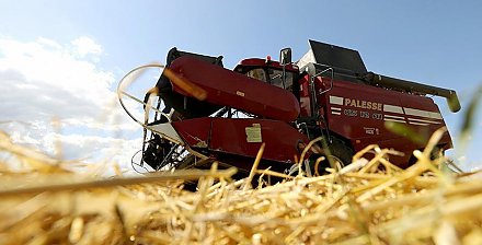 Более 1,8 млн тонн зерна с учетом рапса намолотили в Беларуси