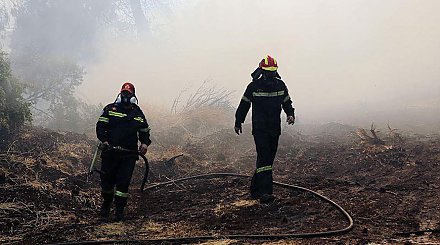 На юге Греции продолжается борьба с крупным лесным пожаром