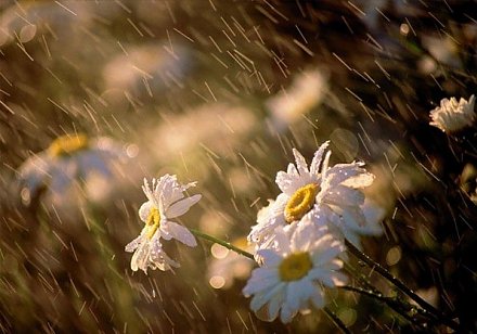 Дожди, грозы и сильный ветер ожидаются в Беларуси 8 июля