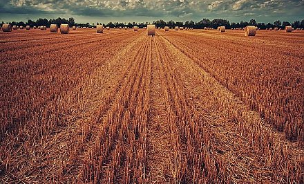 МЧС и Белгидромет предупреждают о сильном ветре