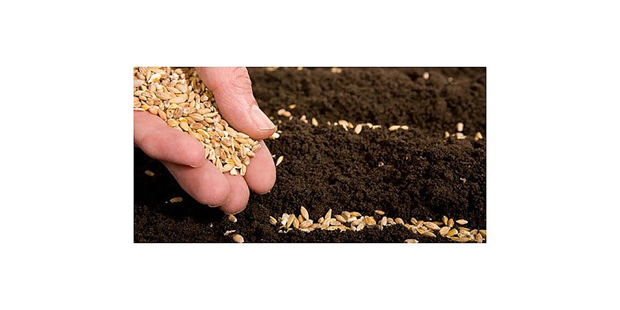 Посев по всем правилам