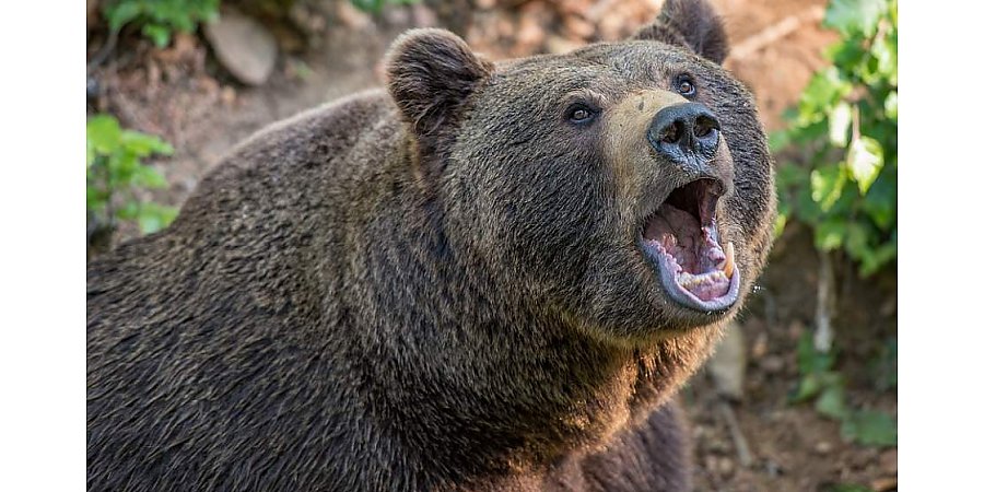 Медведей в белорусских лесах стало втрое больше – Минлесхоз