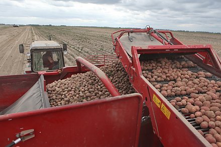 Уборка картофеля началась в Беларуси