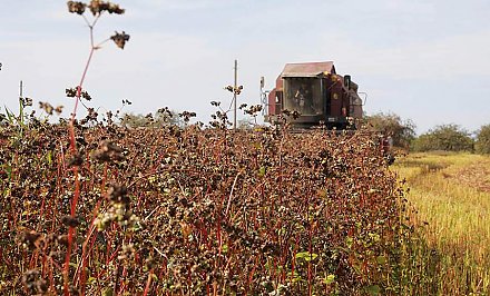 В четырех областях Беларуси приступили к уборке гречихи