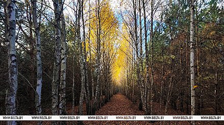 Облачно и преимущественно без осадков будет в Беларуси 5 ноября